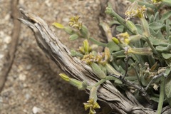 Matthiola longipetala