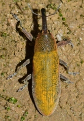 Lixus linearis