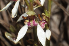 Eriochilus pulchellus