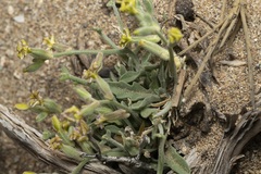 Matthiola longipetala