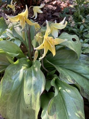Lilieae