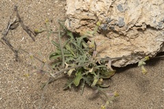 Matthiola longipetala