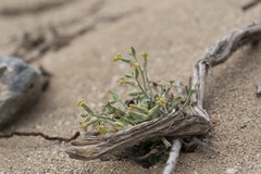 Matthiola longipetala