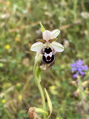 Ophrys reinholdii
