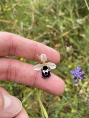 Ophrys reinholdii