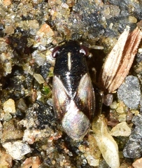 Geocoris lineolus
