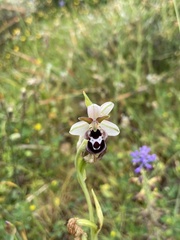 Ophrys reinholdii