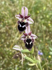 Ophrys reinholdii