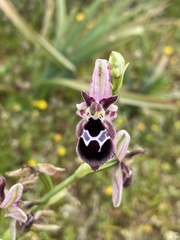 Ophrys reinholdii