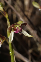 Eriochilus pulchellus