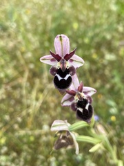 Ophrys reinholdii