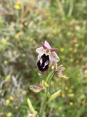 Ophrys reinholdii