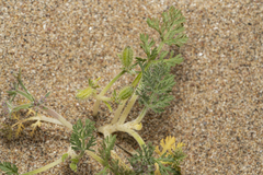 Daucus pumilus