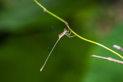 Lestes viridulus