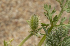 Daucus pumilus