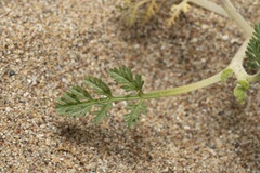 Daucus pumilus