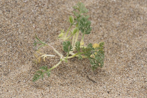 Image of Daucus pumilus by (c) Eleftherios Katsillis, some rights reserved (CC BY)