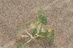 Daucus pumilus