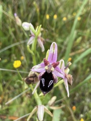 Ophrys reinholdii