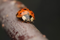 Harmonia axyridis