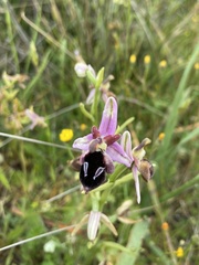 Ophrys reinholdii