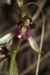 Eriochilus pulchellus