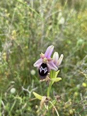 Ophrys reinholdii