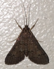 Piletocera macroperalis