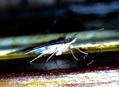 Piletocera macroperalis