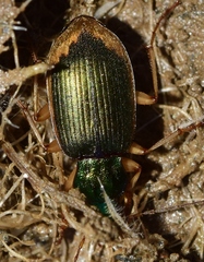 Chlaenius vestitus