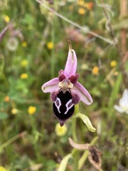 Ophrys reinholdii