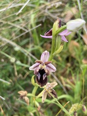 Ophrys reinholdii