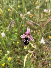 Ophrys reinholdii