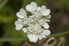 Tordylium aegaeum