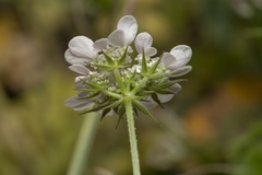Tordylium aegaeum