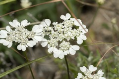 Tordylium aegaeum