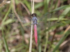 Orthetrum migratum