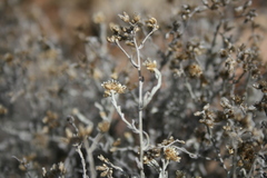 Helichrysum plebeium