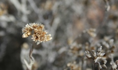 Helichrysum plebeium