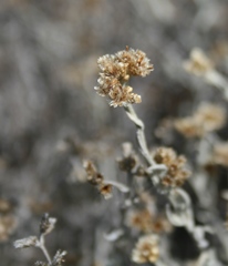 Helichrysum plebeium