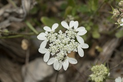 Tordylium aegaeum