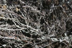 Helichrysum plebeium