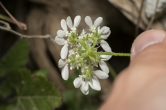 Tordylium aegaeum