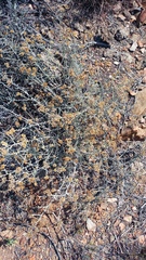 Helichrysum plebeium