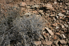 Helichrysum plebeium