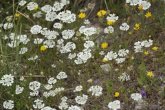 Tordylium aegaeum