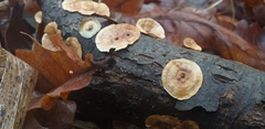 Fungi