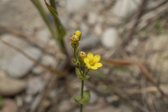 Blackstonia acuminata