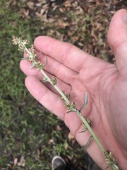 Gamochaeta argyrinea