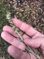 Gamochaeta argyrinea